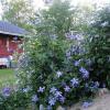 Клематис арабелла - красивое растение для сада
